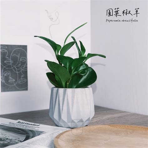 圓葉發財樹|【圓葉發財樹】招財植栽｜圓葉發財樹養植指南，讓你 